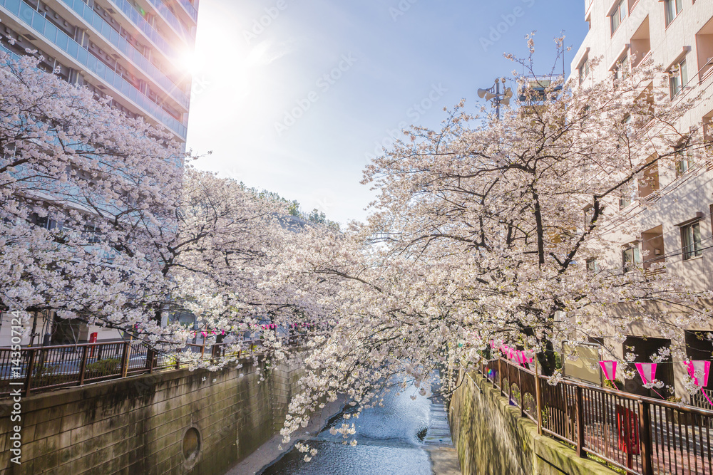 東京の桜