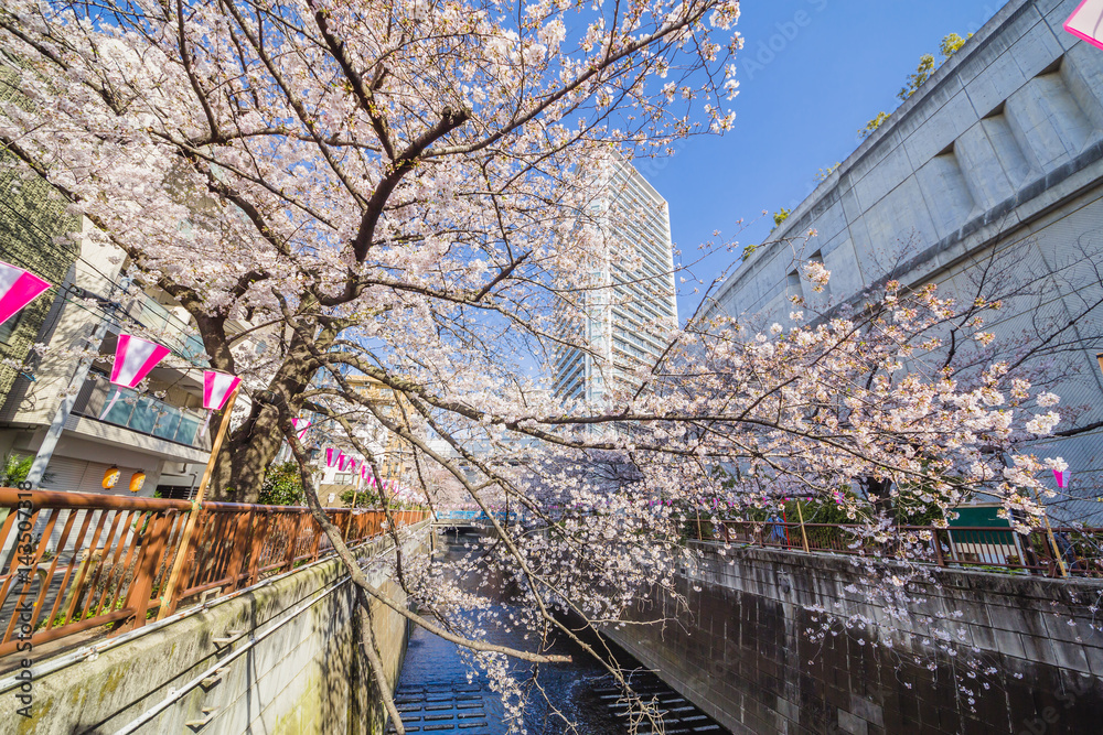 東京の桜