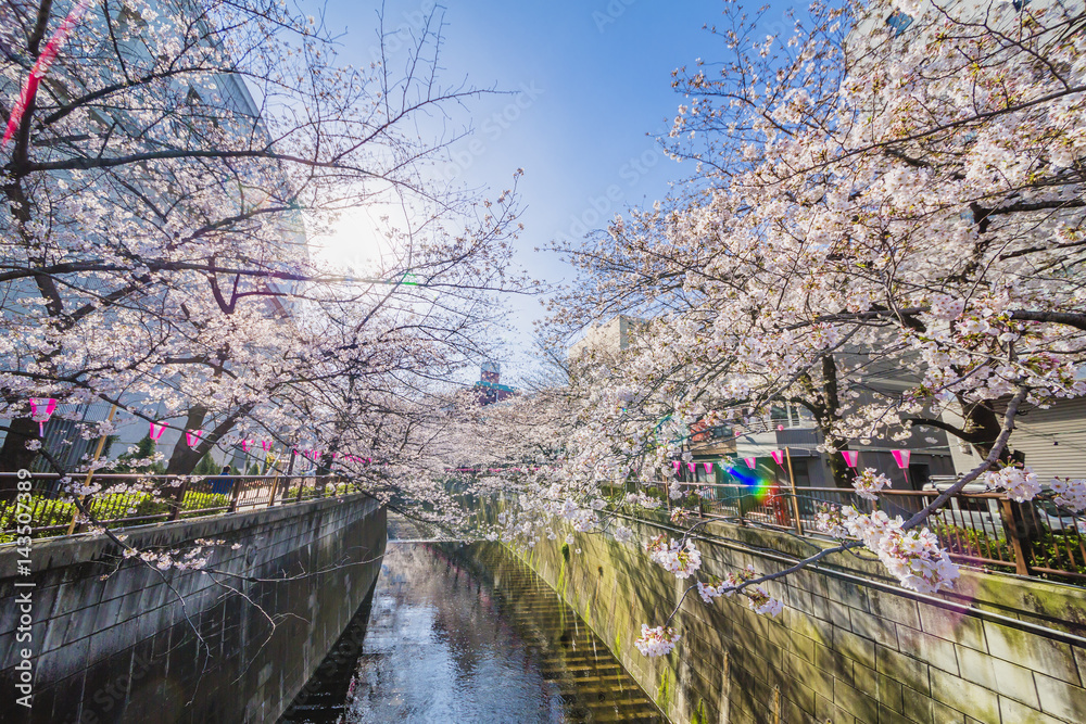 東京の桜