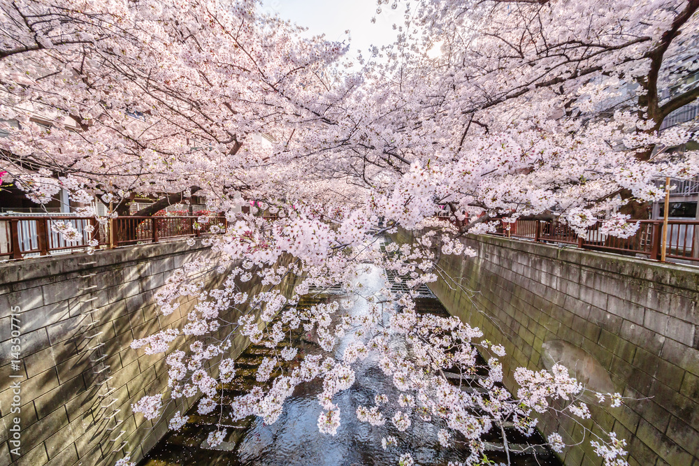 東京の桜