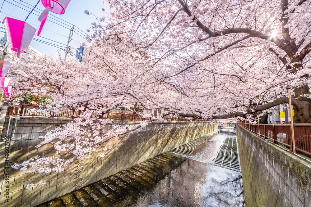 東京の桜