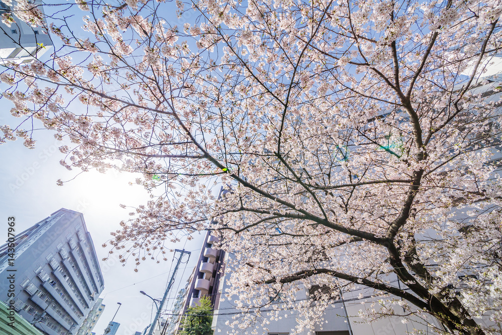 東京の桜