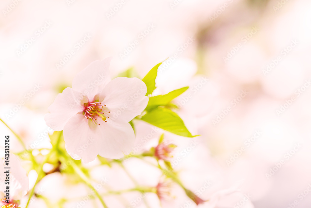 桜