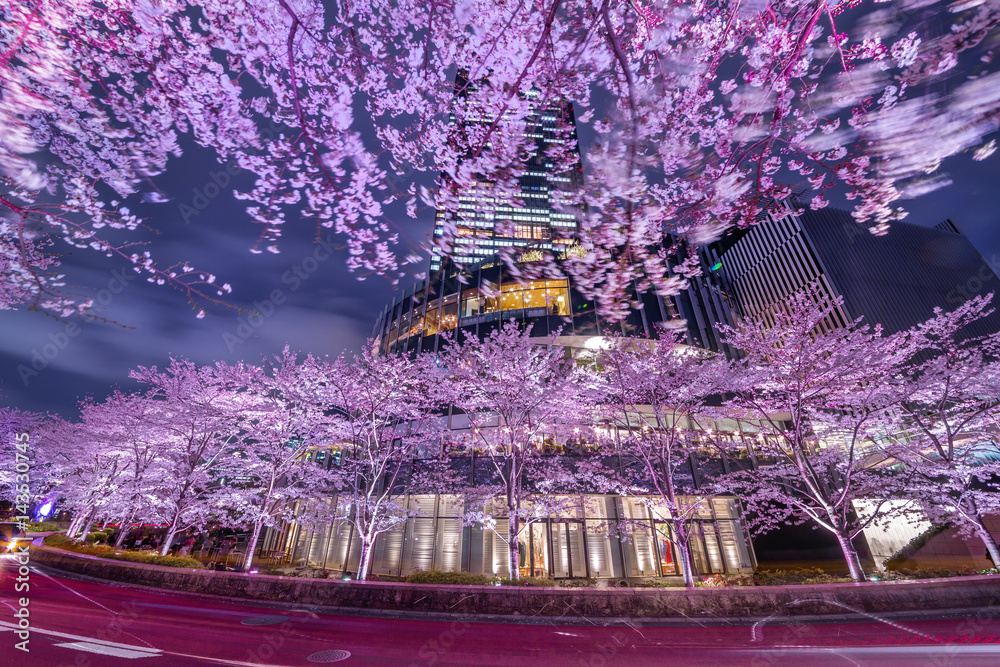 東京の夜桜