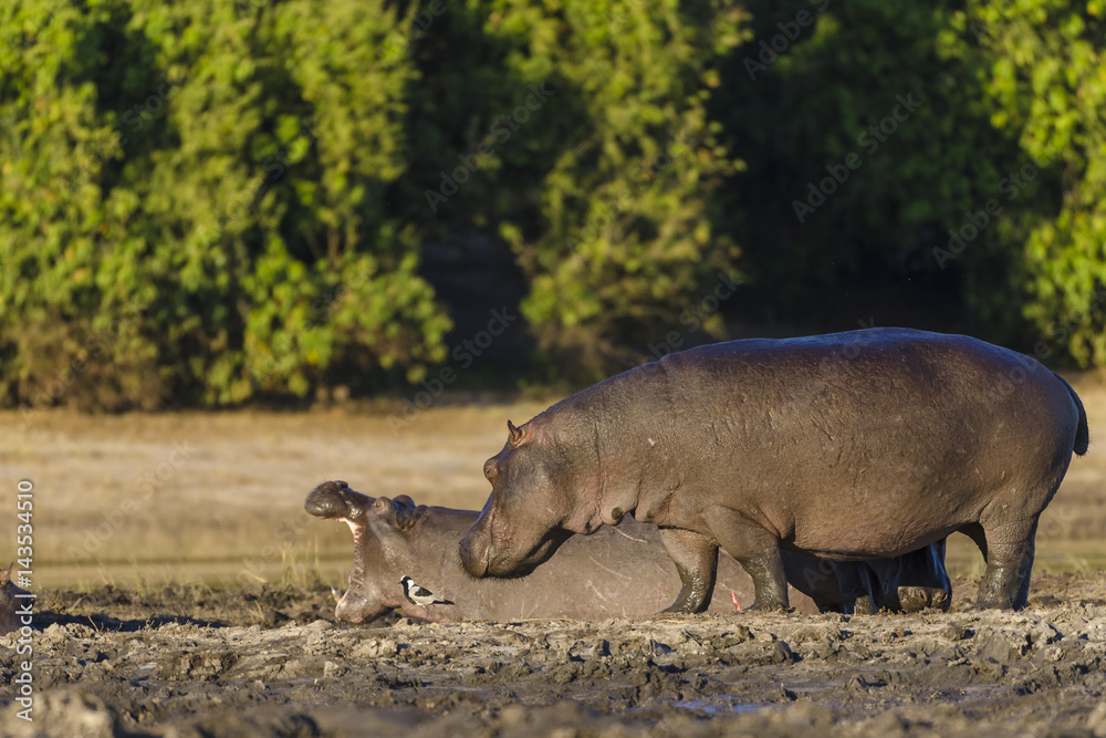 常见的河马或河马（hippopotamus amphibius）。博茨瓦纳