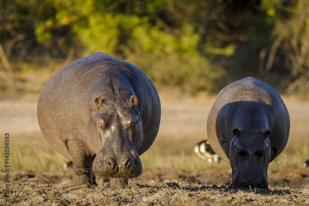 博茨瓦纳常见的河马或河马（hippopotamus amphibius）