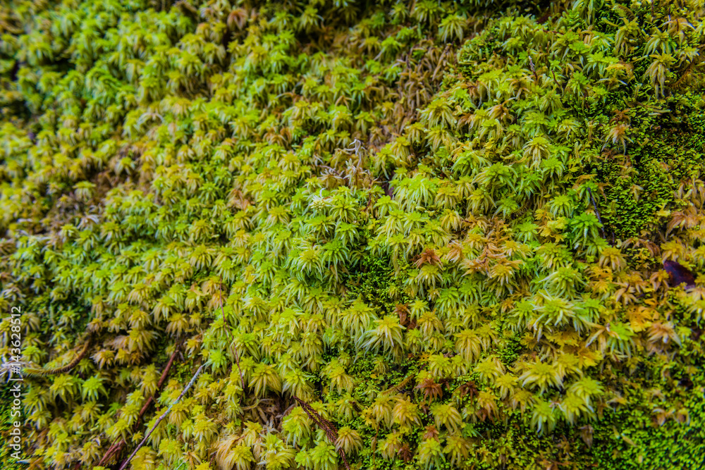 The trees in the humid tropical forest covered with moss