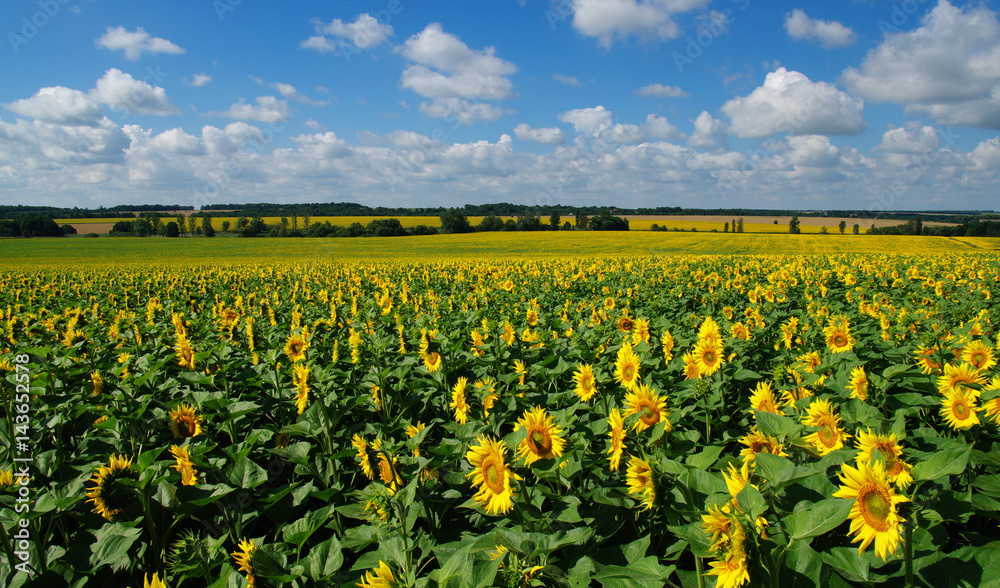 field of blooming sunflowers