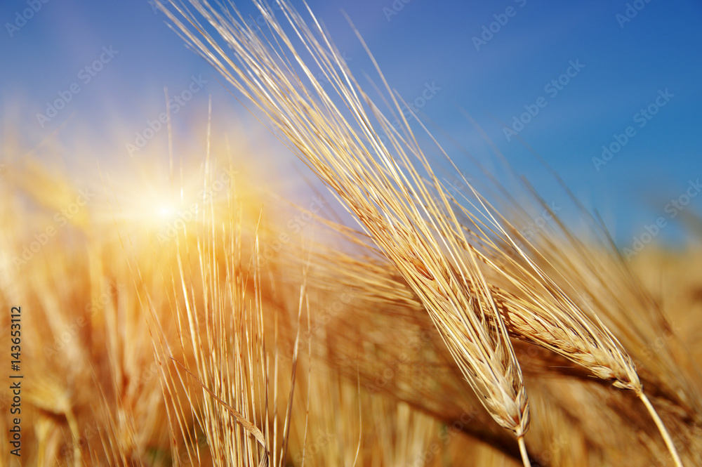 Golden wheat close up