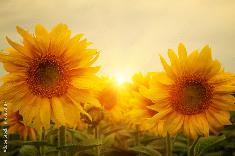  sunflowers and sun