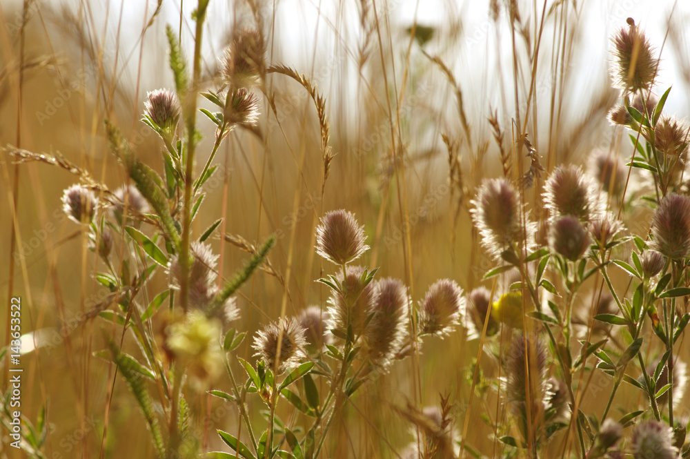 Summer flowering grass