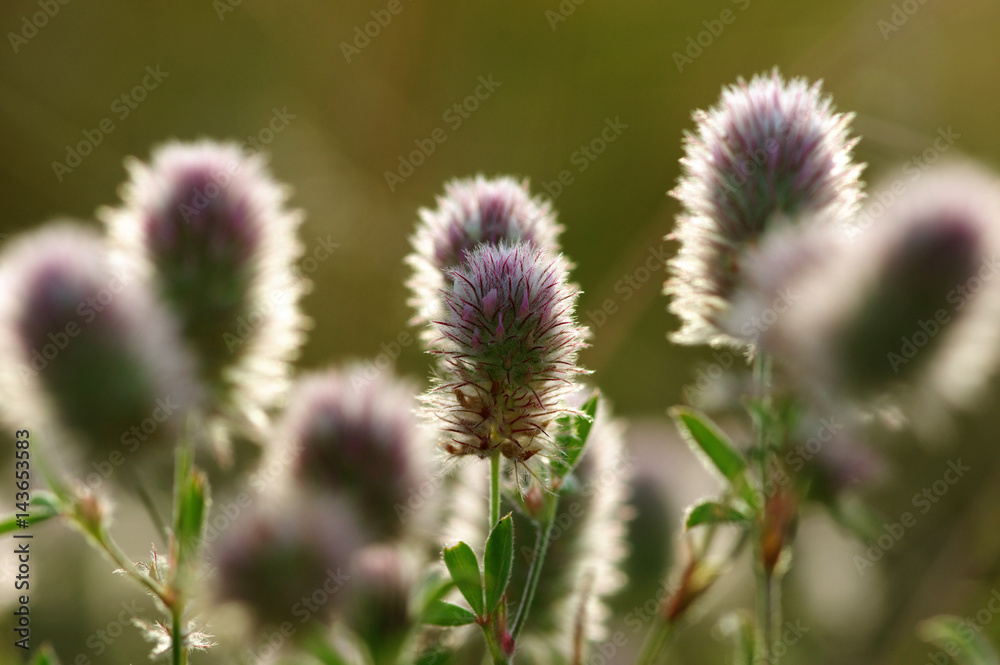 Summer flowering grass