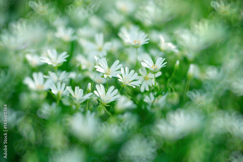 草地上的白花，春天开花（春天的大自然很美）