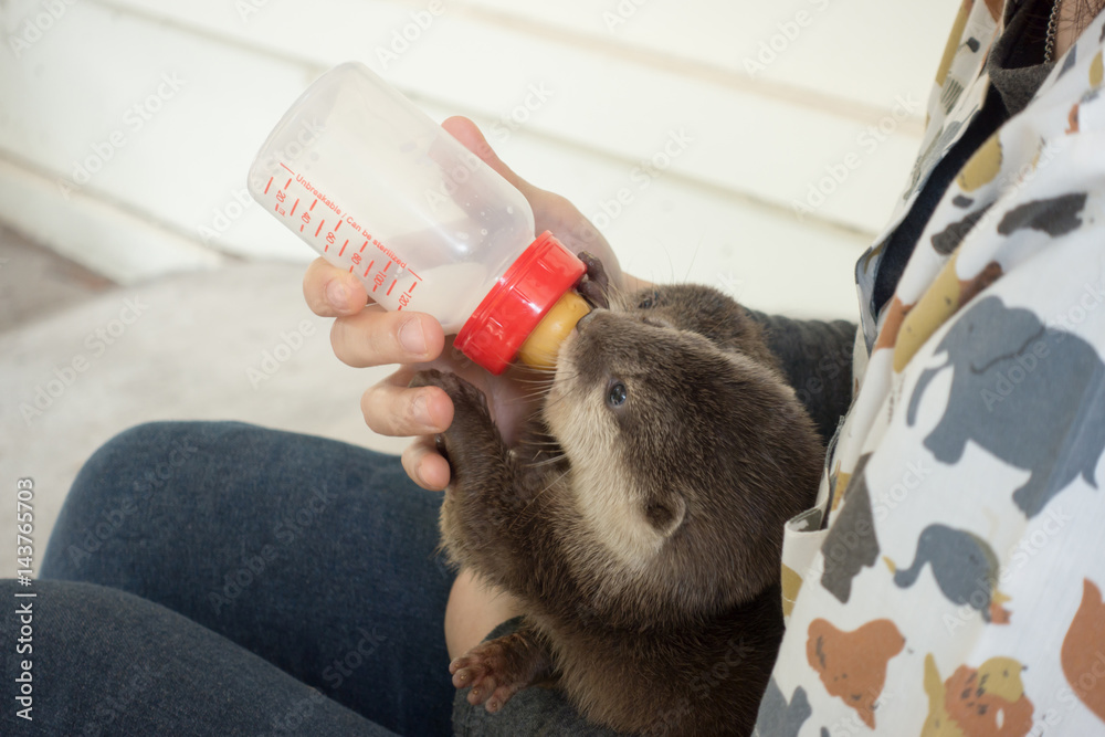 zookeeper feeding baby otter