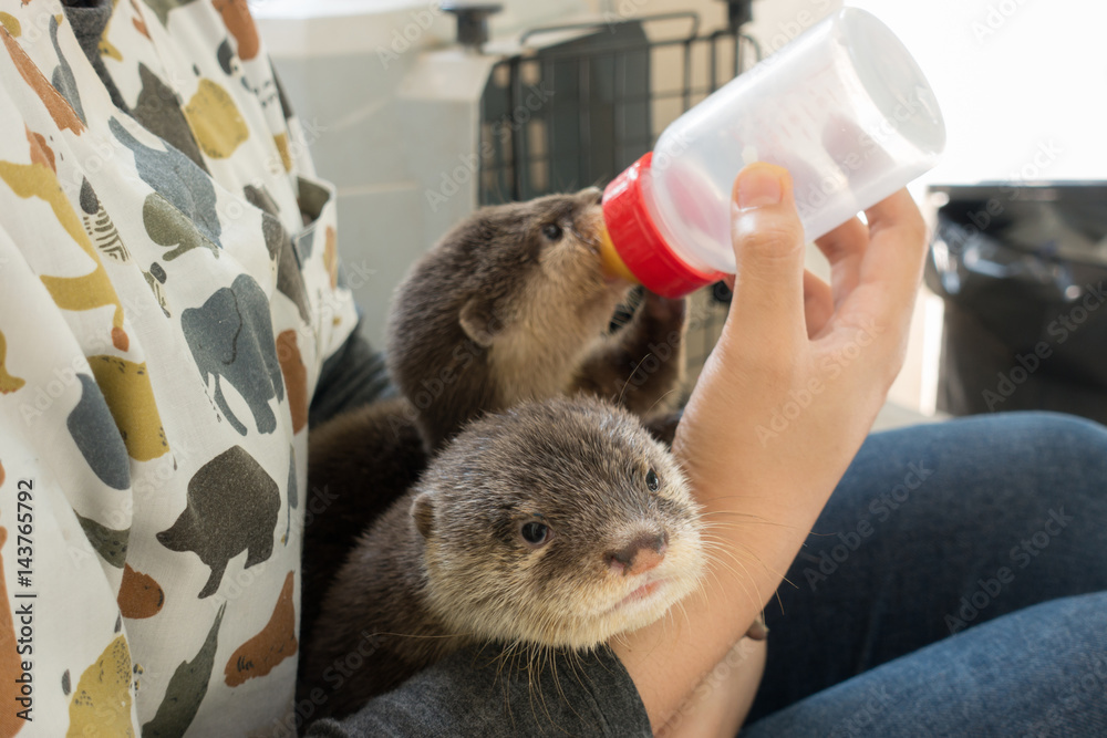 zookeeper feeding baby otter