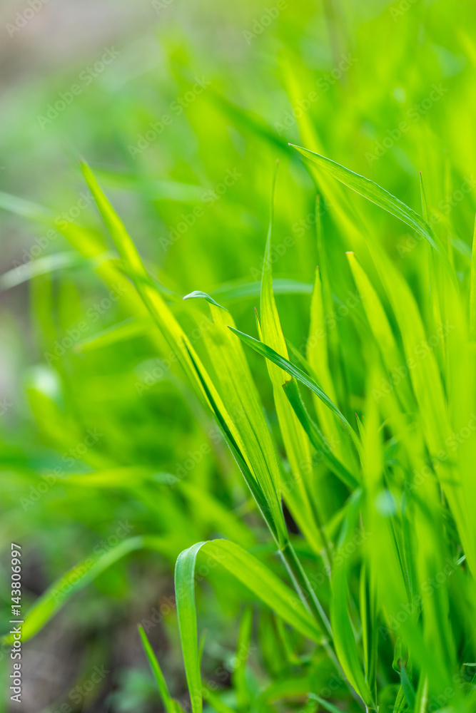 Beautiul macro of grass