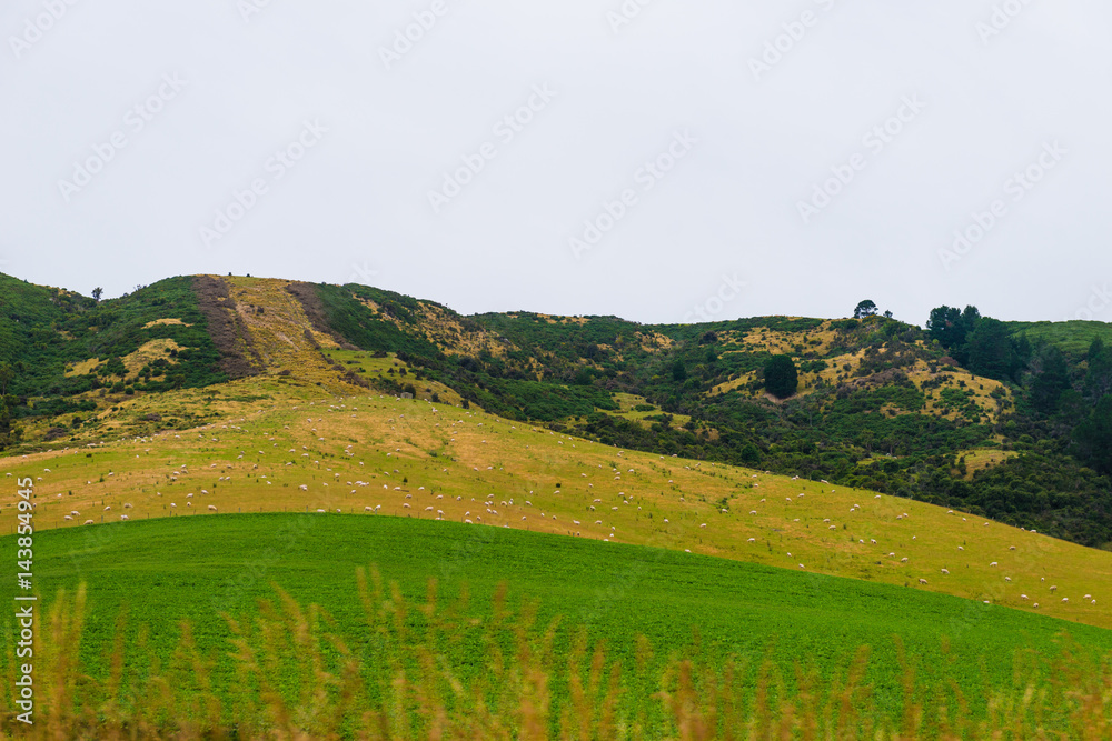 新西兰南岛绿色山丘和山谷景观