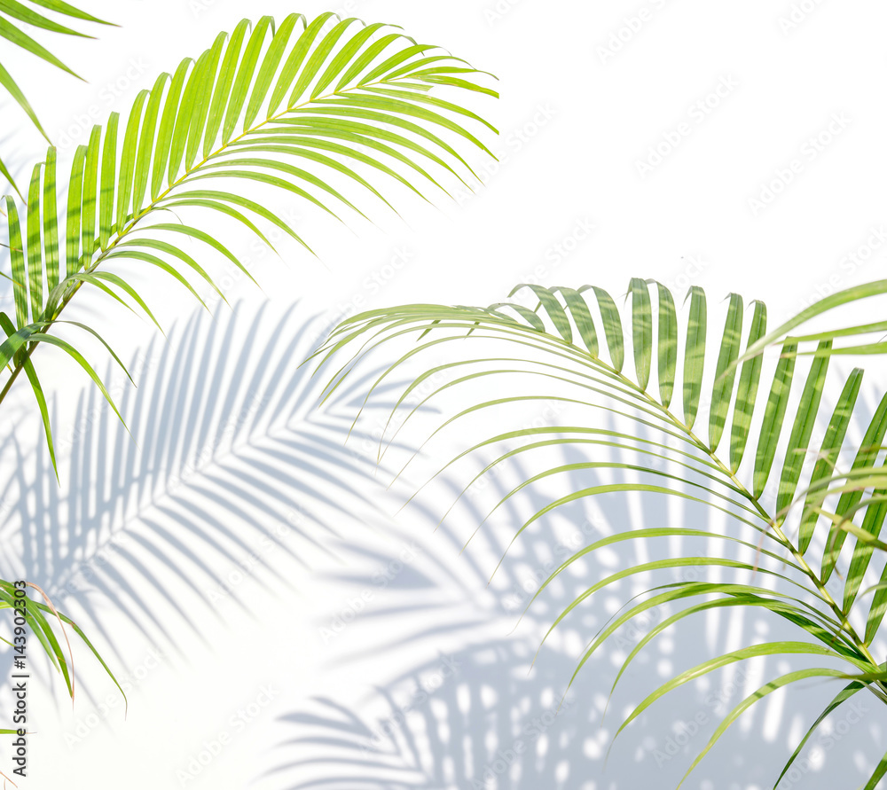 palm leaves and shadows on a white wall background