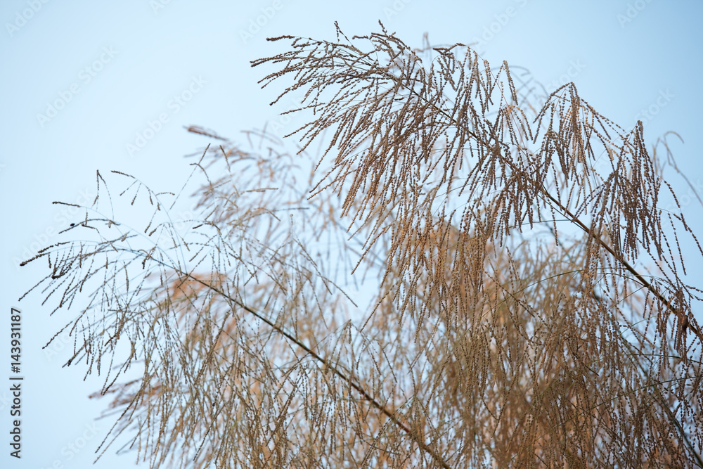 autumn reeds grass against blue sky