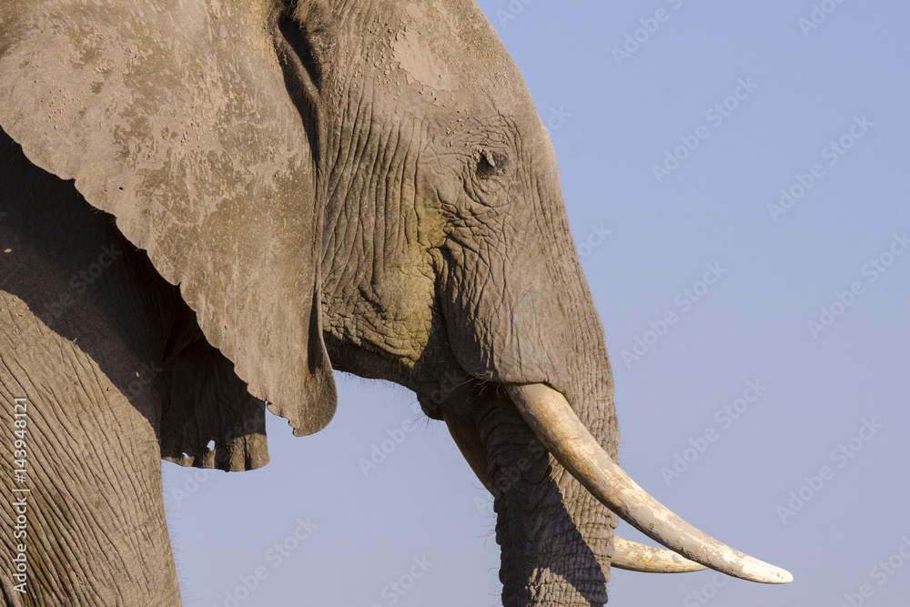 非洲灌木象或非洲象（Loxodonta africana）。博茨瓦纳