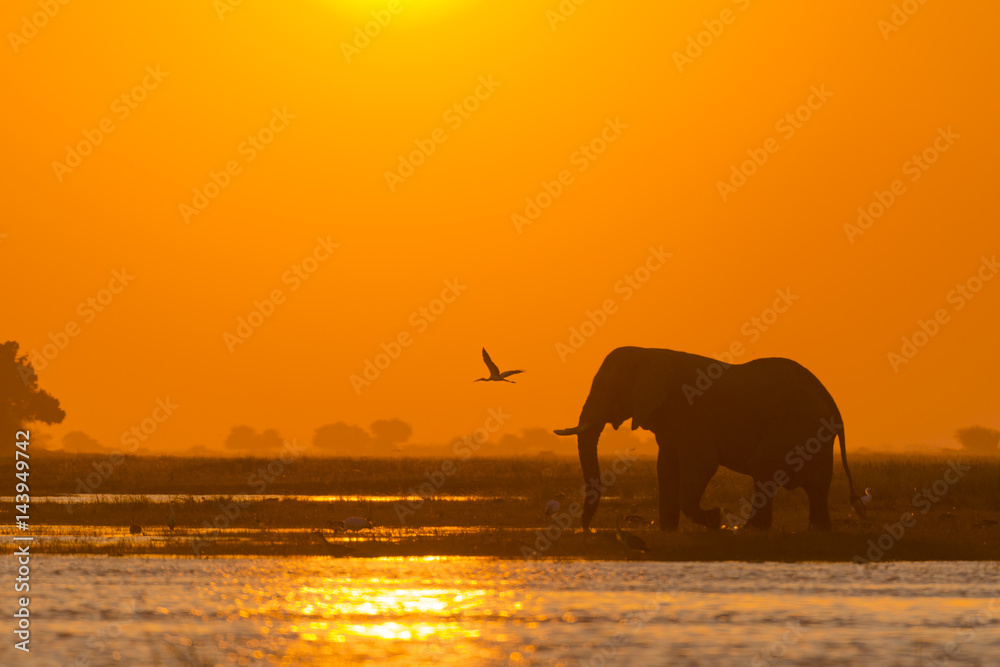 日落时分，非洲丛林象或非洲象（Loxodonta africana）穿过乔贝河。B