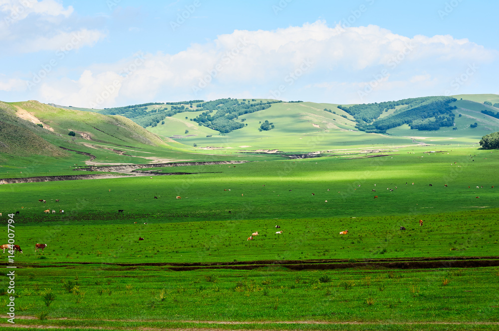 The summer grassland  scenery.