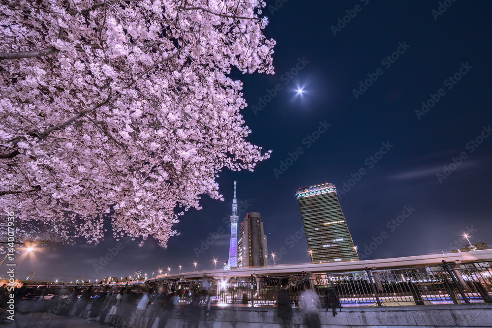 東京の夜桜