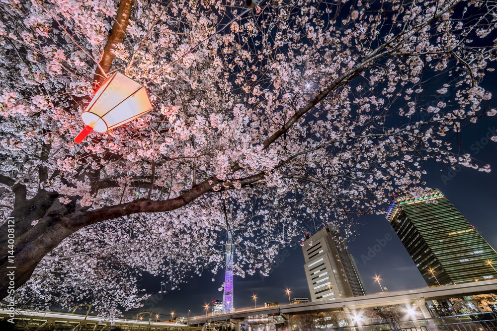 東京の夜桜