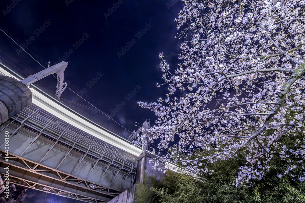 東京の夜桜