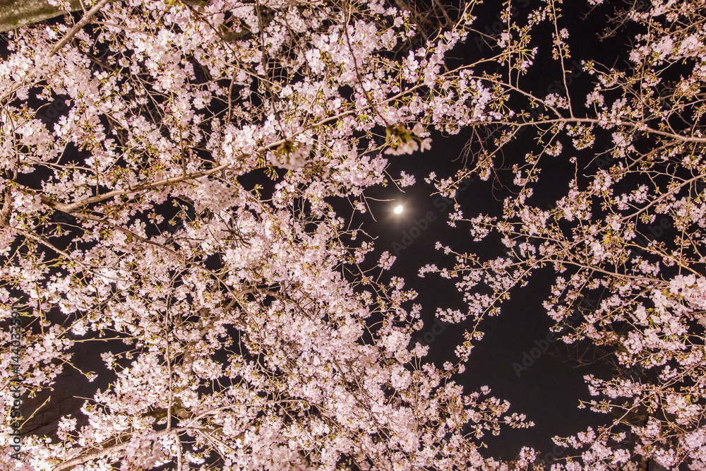 東京の夜桜