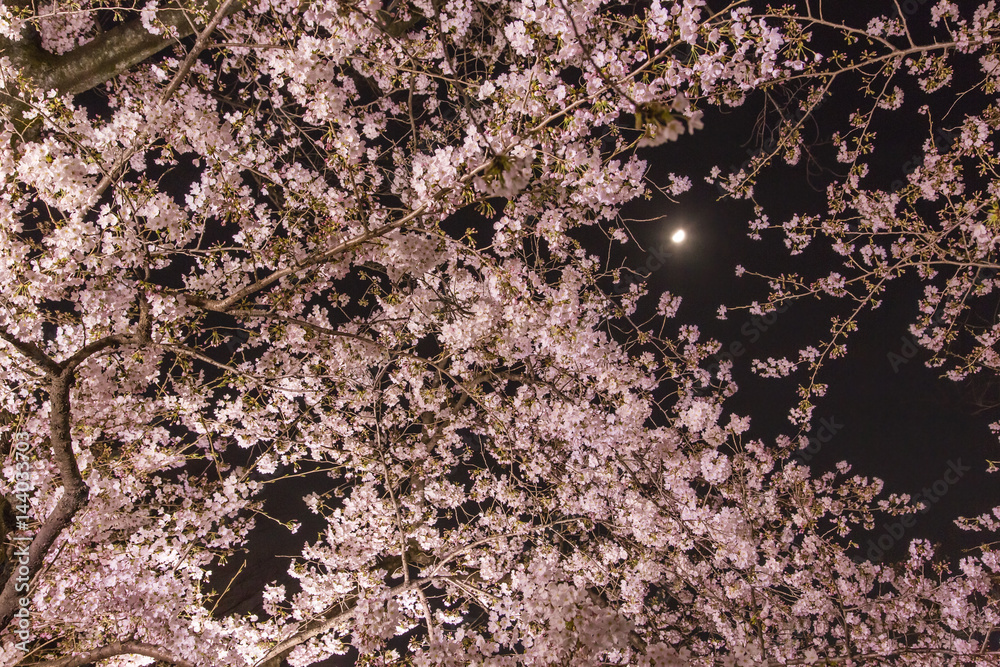 東京の夜桜