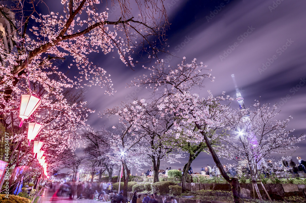 東京の夜桜