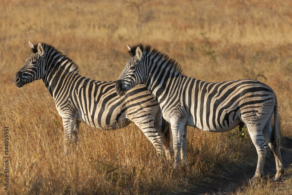 平原斑马，普通斑马或Burchells斑马（Equus quagga，前身为Equus burchellii）。夸祖鲁-纳