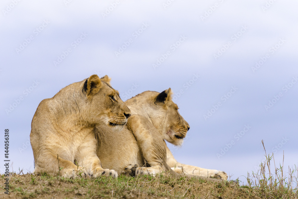 狮子（Panthera leo）。夸祖鲁-纳塔尔。南非