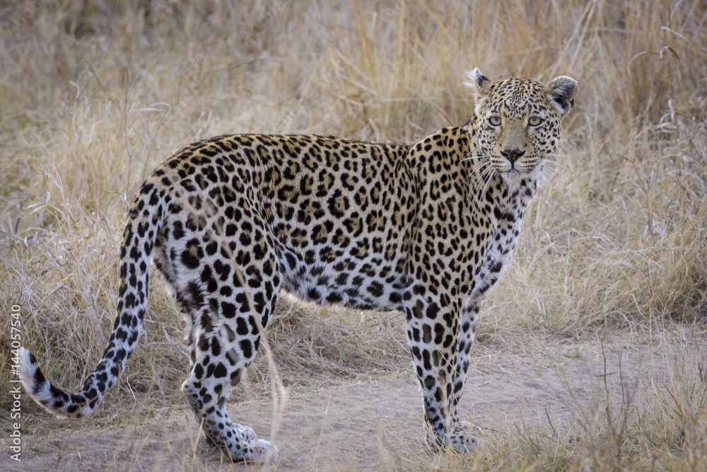 豹（Panthera pardus）雌性。南非姆普姆兰加