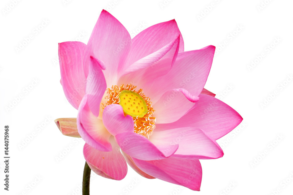 lotus flower isolated on white background.