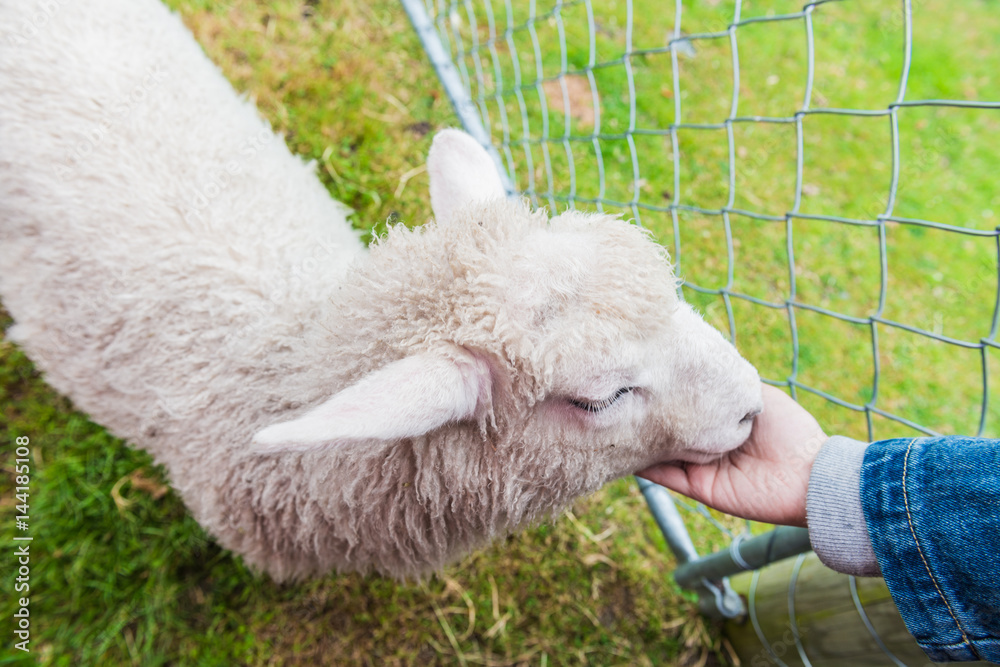 Sheep Family in New Zealand, with Young Lambs