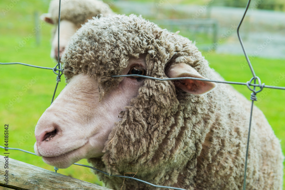 Sheep Family in New Zealand, with Young Lambs