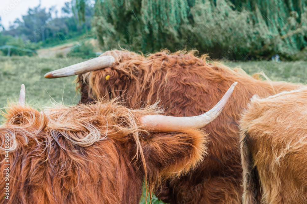 Group of highland cattle grazing in woods