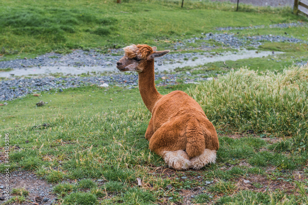 Alpacas on a farm