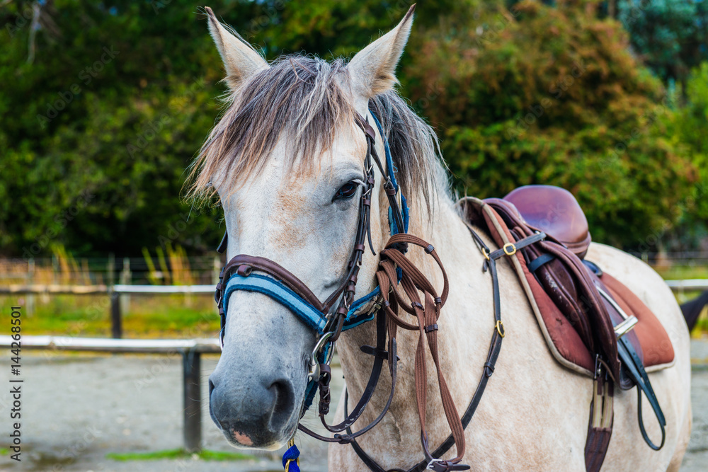 New Zealand horses