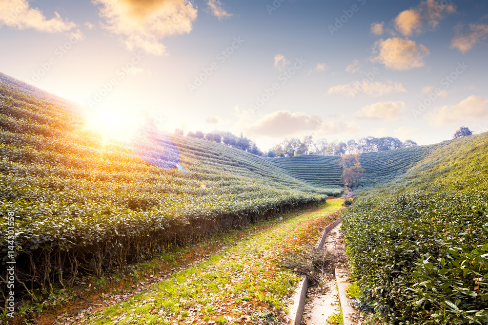 山丘上的绿茶种植园