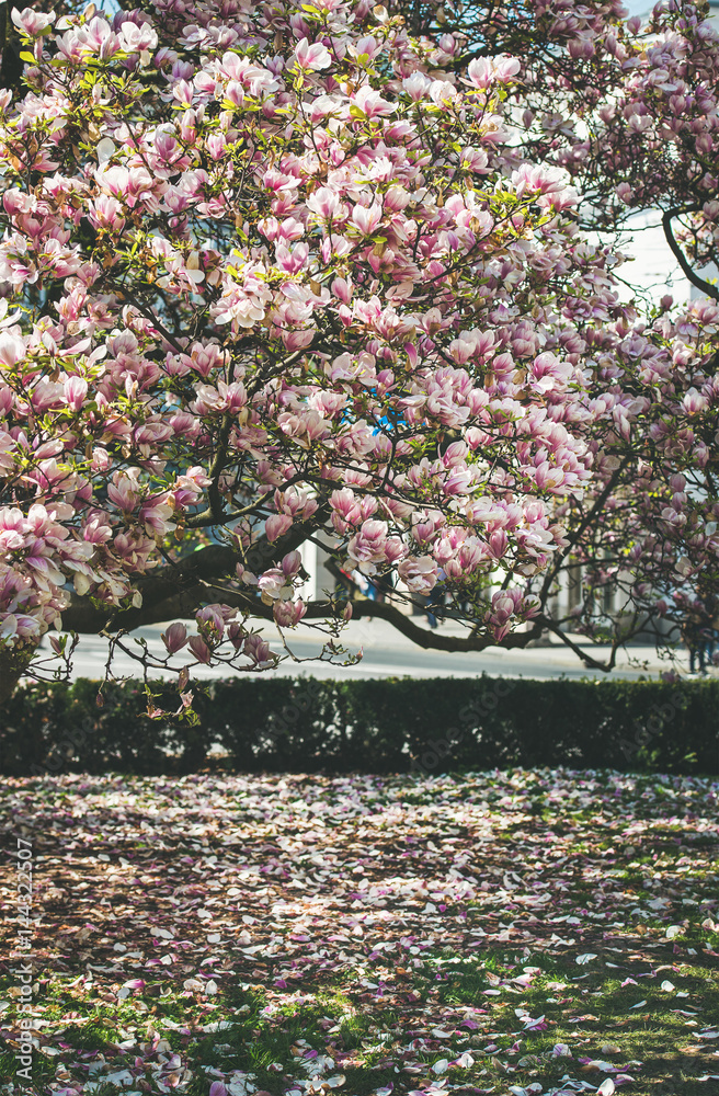 在奥地利萨尔茨堡的城市公园里，盛开的曼诺利树和飘落的花瓣在春天