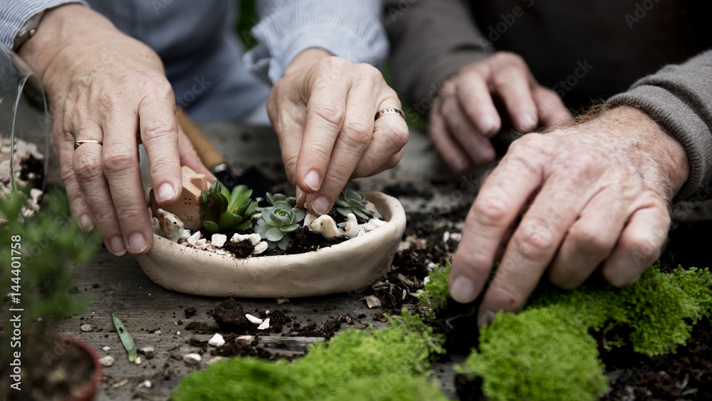 Botanical Environment Greenery Pottery Nature