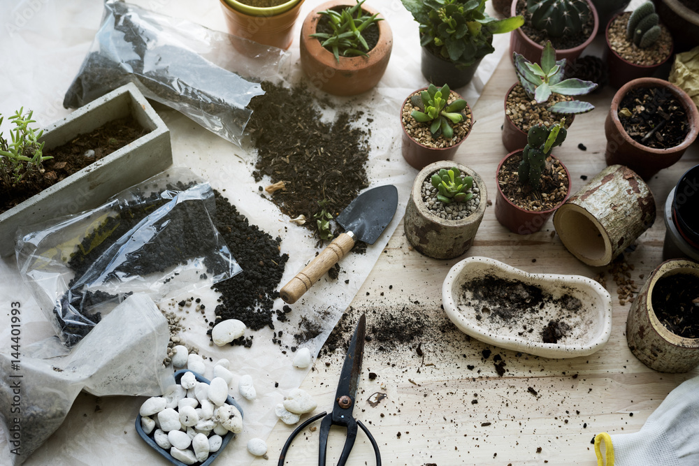 Planting Plants Cactuses Soil Stones On A Wooden Table