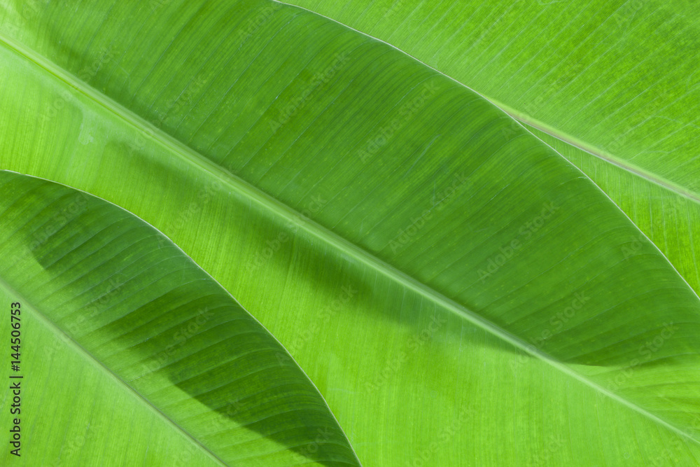 pattern of banana leaf for background and design.