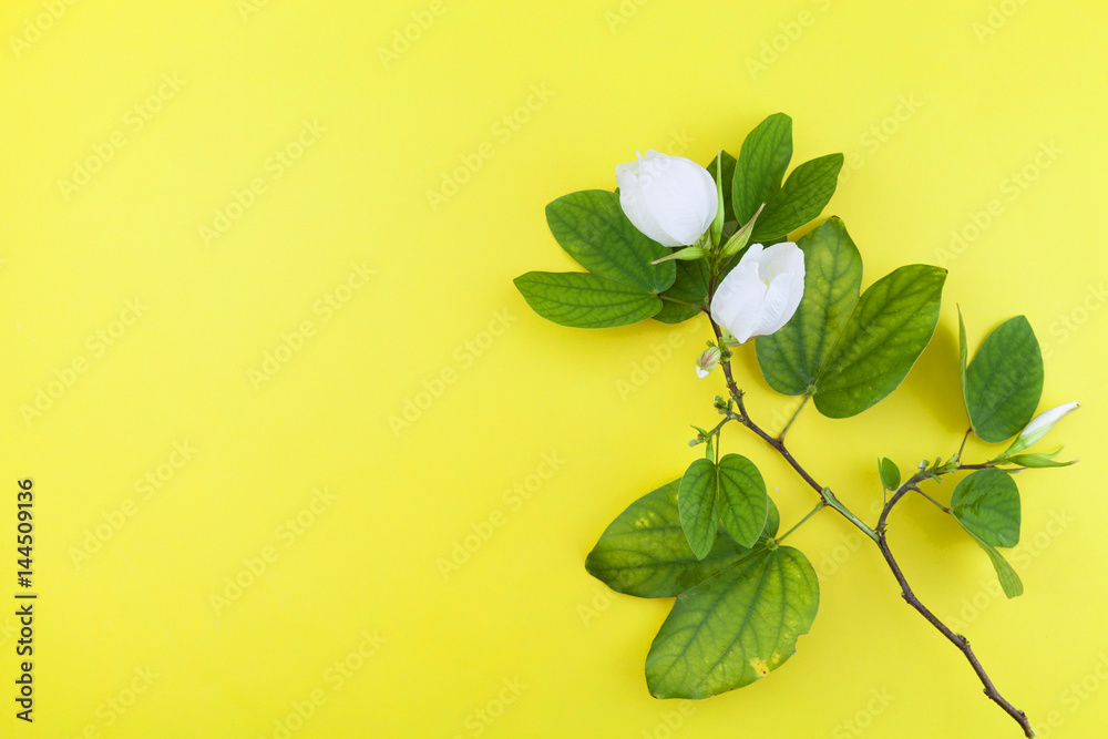 黄色纸张背景上的白色花朵和树叶。