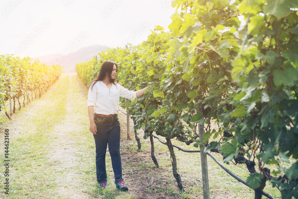 Vineyard worker checking wine grapes in vineyard