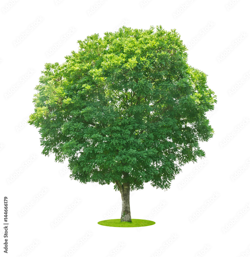  trees isolated on white background