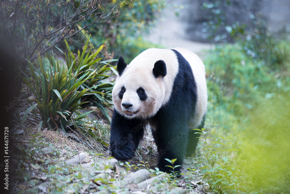 panda in park